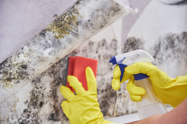 Mold Documentation for Insurance Claims in Minnehaha, WA